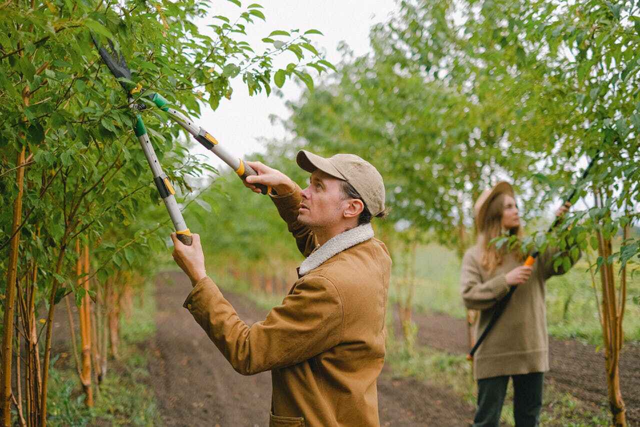 The Steps Involved in Our Tree Care Process in Leadville North, CO